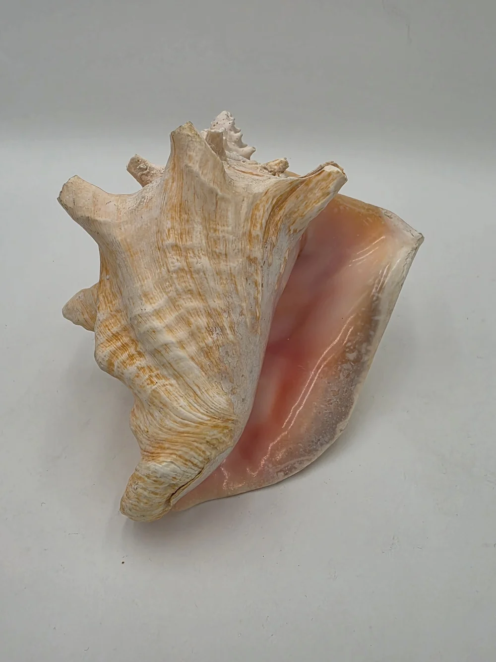 Queen Conch Shell – Large, Glossy Pink